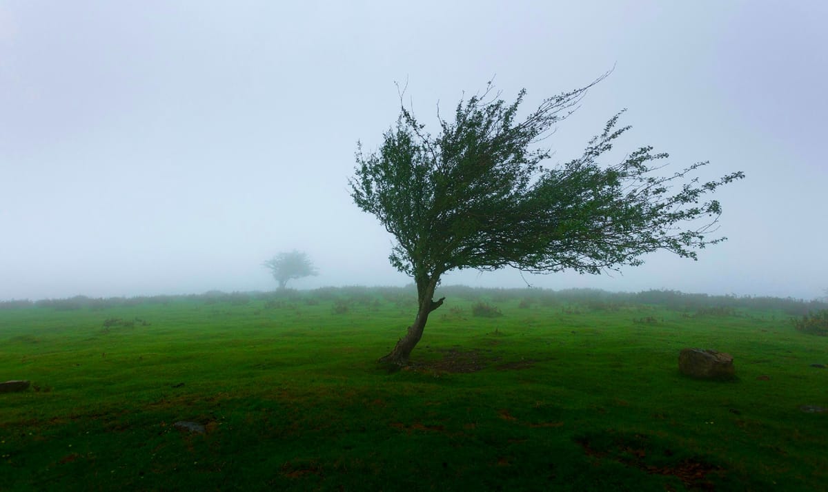 a tree nearly alone on a foggy meadow. 
