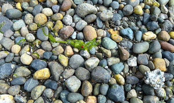 rocks of all different shapes and sizes line the beach of nearby vashon island.