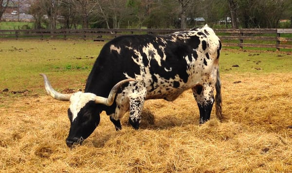 a bull in a field, munching on some hay