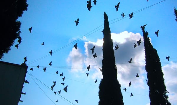 a photo of a flock of birds flies above the camera on a backdrop of a sunny blue sky with scattered clouds. trees and a build