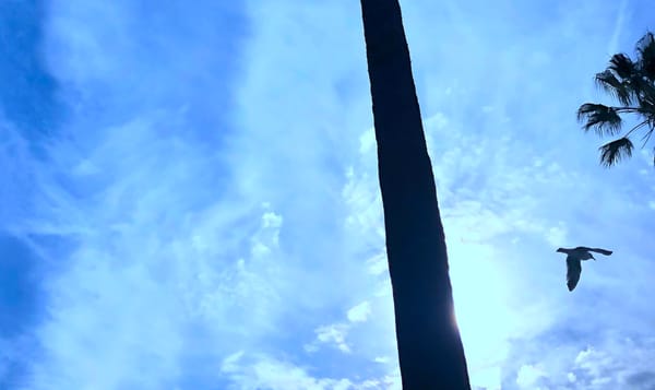 a photo of a palm tree, a trunk, and a bird in flight.