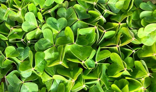 a patch of clover-like redwood sorrel fills the picture