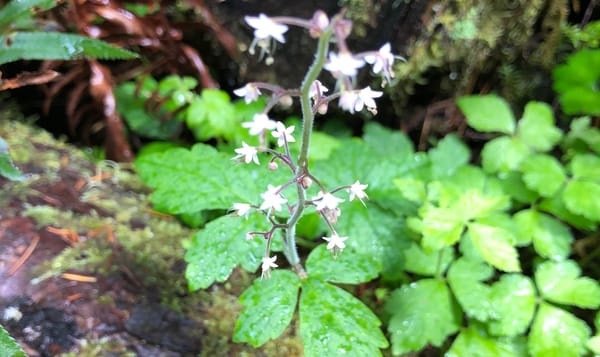 sugar-scoop flowers peek out from behind a damp, moss-covered log. the white flowers are bell-shaped on a spindly twig standi