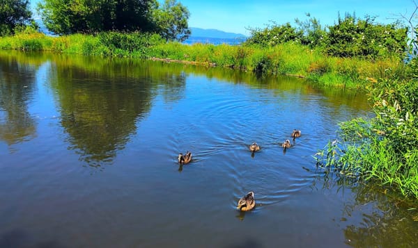 photo by jmz. An over-saturated photo of a family of ducks swimming in a small pond. The pond is surrounded by lush greenery,