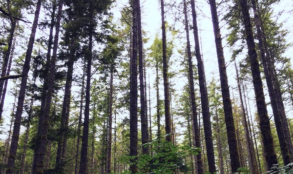 a photo of a forest on the Rattlesnake Ledge trail. tall straight evergreens cover the image as wide and as far away as the e