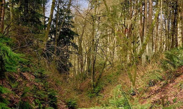 a photo of a forest in the Pacific Northwest. scrub trees and ferns litter the ground. hints of cloudy sky peek out from behi