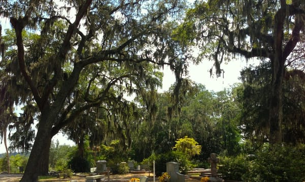 a photo of oak trees towering over gravestones at a cemetery in Savannah, Georgia. Spanish moss grows in thick clumps on ever