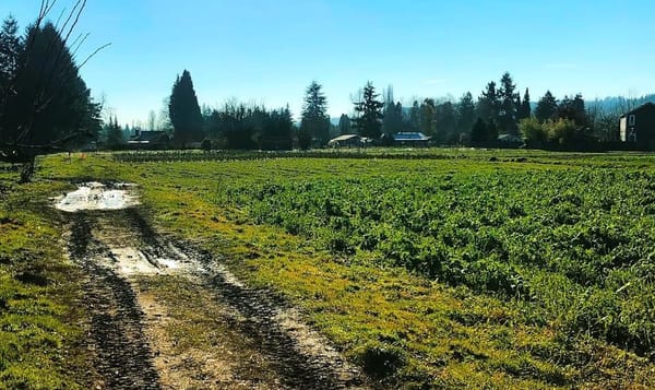 a photo of a farm between seasons. deep tire tracks run up the left side of the image, ending in an even deeper puddle in the