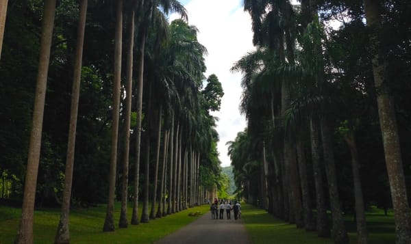 a photo from the Royal Botanic Gardens in Kandy, Sri Lanka. a grove of palm trees line a brown gravel path in two neat, order