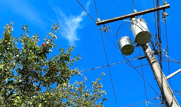 a few apples still on a tree next to a utility pole