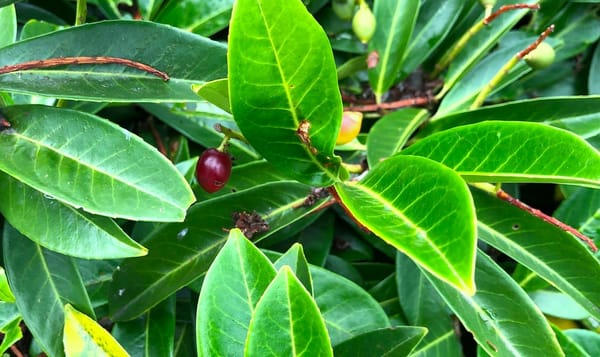 a close up photo of a portugal laurel shrub. the leaves are green with yellow ribs. a leaf in the forefront is edged with a r