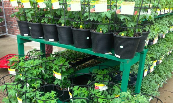 a photo of a stand of tomato plants at a hardware store. the green leafy plants are in black plastic tubs with a cage to keep