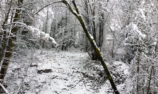 a wooded area covered in a light layer of snow. grass and twigs peek out from the ground of a narrow clearing. thin trees and