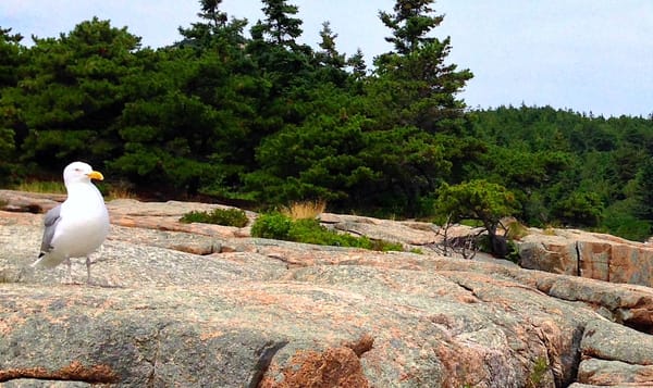 a seagull perched on a rock