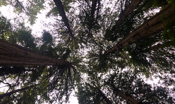 old growth coast redwoods tower high above us in Muir Woods National Park.