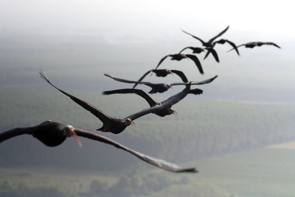 a flock of ten Northern bald ibises flying in formation