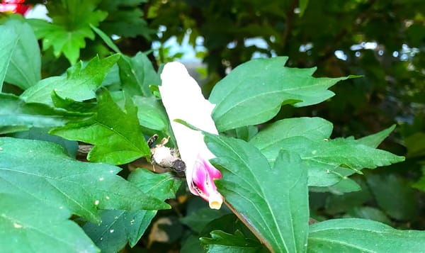 the wilted remains of a white flower with a magenta center set against green leaves