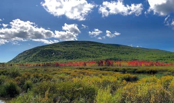 a green hill and meadow with a stand of red and orange trees in the distance