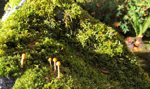 a rock thick with moss with a few little mushrooms sticking out