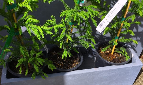 trees in plastic pots sit in a concrete planter