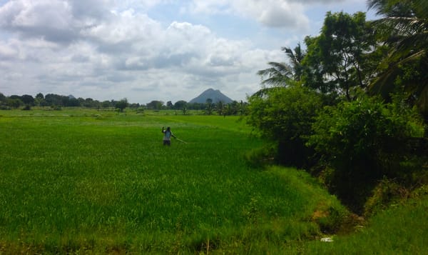 a person stands in a rice paddy in the Sri Lankan lowlands