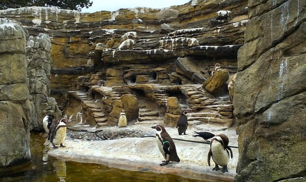 a group of penguins hangs out in a zoo habitat