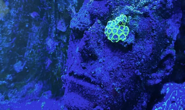 a bust of a man's face underwater with a spot or two of glowing lichen