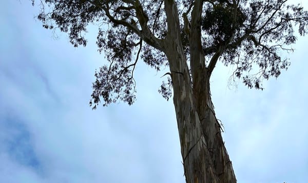 the branches and leaves of a tree in front of a cloudy blue sky