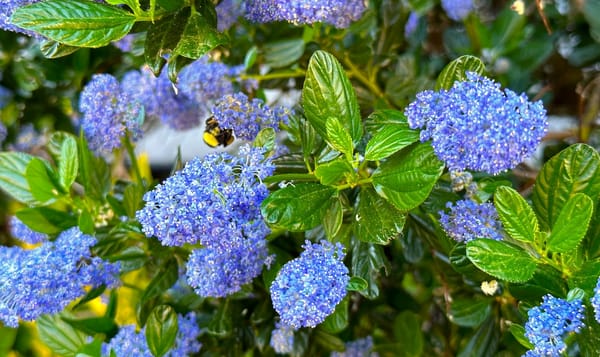 tightly packed blueblossom flowers with a bumblebee enjoying the nectar