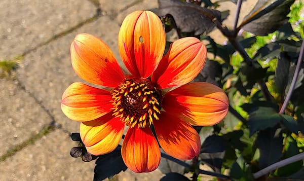 close-up of an orange and red dahlia flower with a brown stone flooring and green leaves behind it