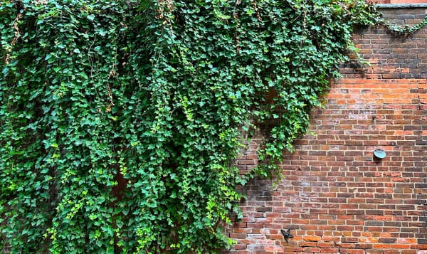 ivy trailing down the side of a brick building