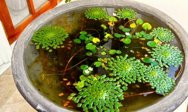 water plants floating in a large clay pot filled with clear water