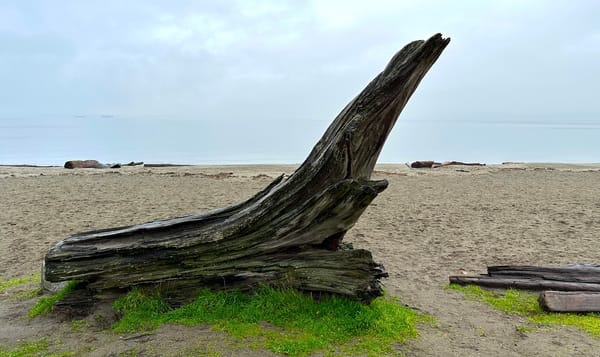 a tree stump on the beach surrounded by grass