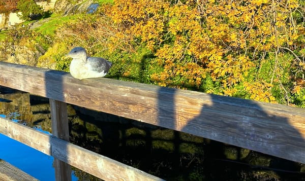 a seabird resting on a fence