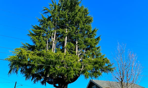 a big old tree with multiple trunk-like branches