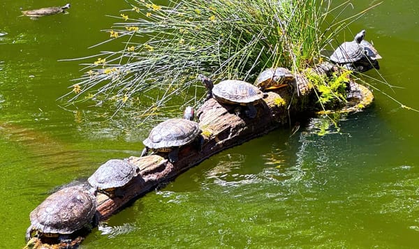 a row of six red-eared slider turtles on a log with a seventh turtle treading water in the background