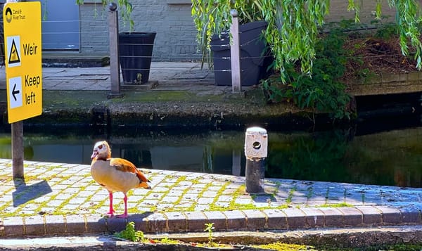 an egyptian goose stands on the edge of a canal