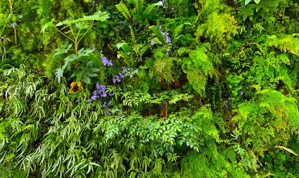 a living wall of green plants with hints of browned leaves, purple flowers, and occasional variety