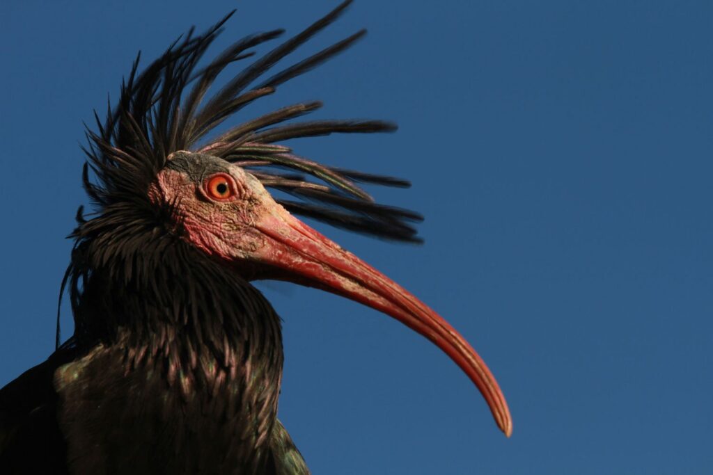 the top half of a Northern bald ibis