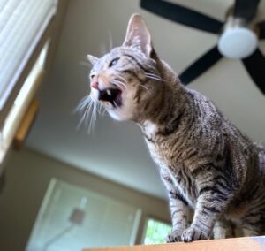 a cat on a table with her mouth open