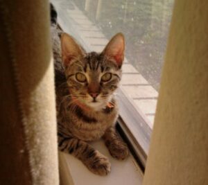 a tabby cat on the windowsill