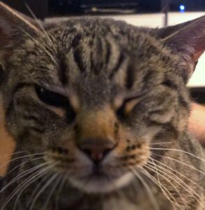 close-up of a tabby cat winking