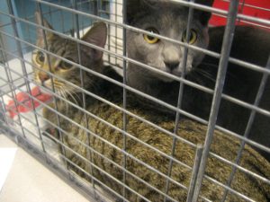 two cats resting in a small cage waiting to be adopted