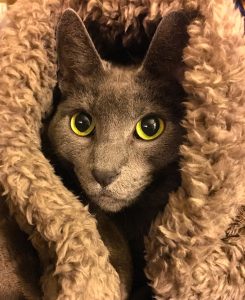 a russian blue cat named Pete with a fuzzy gray blanket shrouding his head