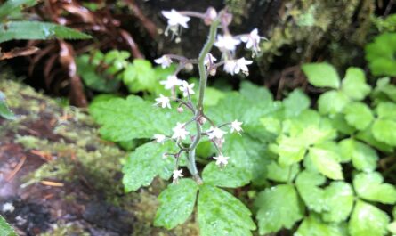 sugar-scoop flowers peek out from behind a damp, moss-covered log. the white flowers are bell-shaped on a spindly twig standing above a patch of green wet leaves.