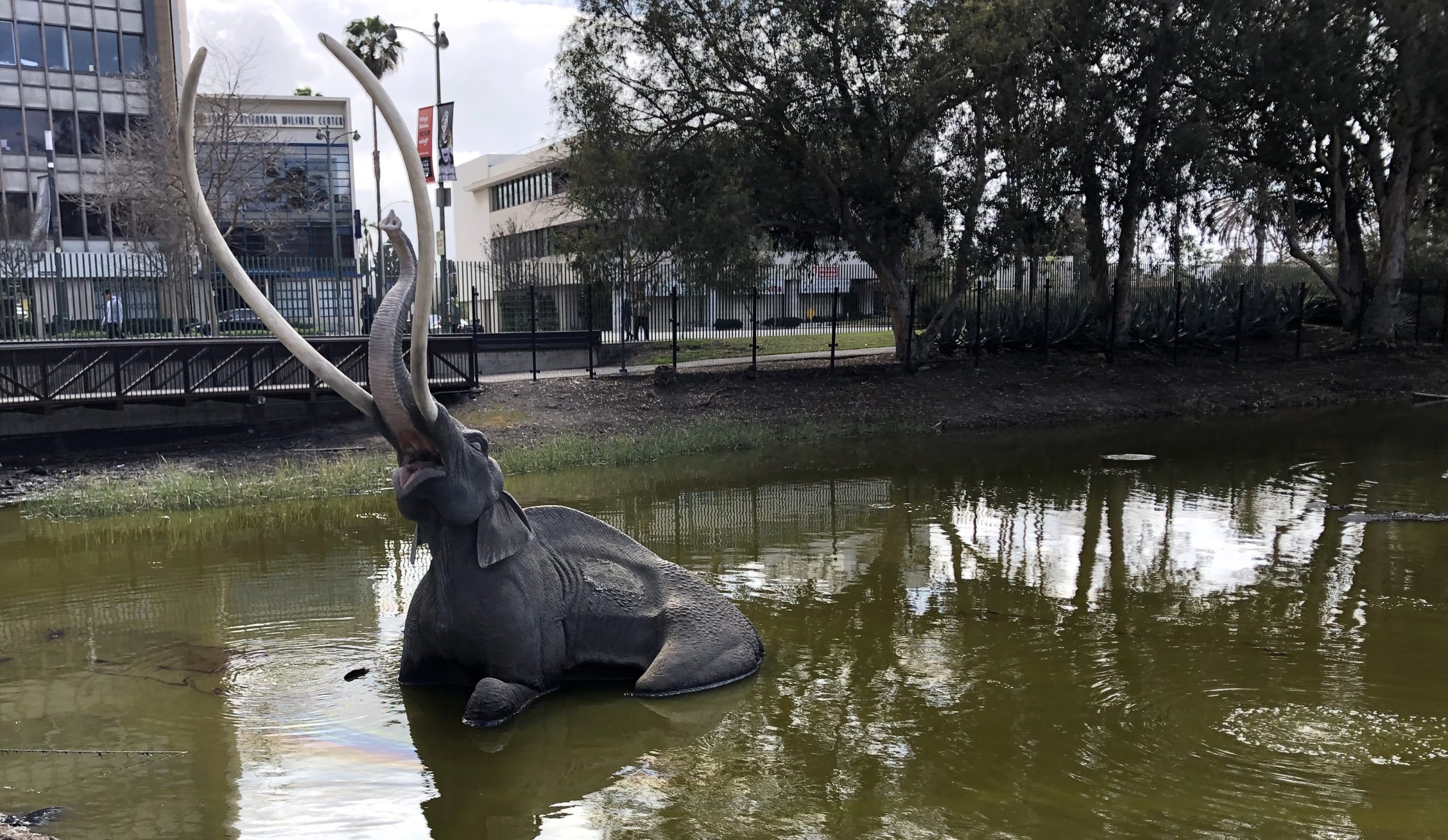 a photo of an artificial ancient mammoth half-submerged in the watery tar of La Brea (also known as the the tar pits tar pits). Its sculpted cry of anguish is apparent even in suspended animation. past the weirdly tranquil scene into the background are modern-day buildings, a streetlight, and a palm tree.