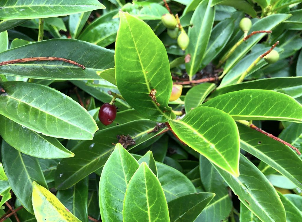 a close up photo of a portugal laurel shrub. the leaves are green with yellow ribs. a leaf in the forefront is edged with a reddish brown color. near the center of the image, off to the left, is a single cherry, reddish and grapelike.