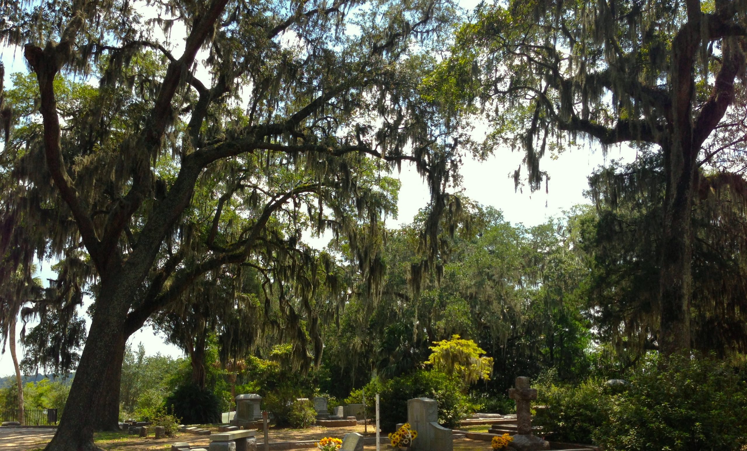 a photo of oak trees towering over gravestones at a cemetery in Savannah, Georgia. Spanish moss grows in thick clumps on every visible branch. a row of headstones peek out from the bottom of the cropped photo. i grew up believing Spanish moss was a parasite on the mighty trees that did all the work. but they're both just plants in an complex ecosystem. the real parasites are billionaires.