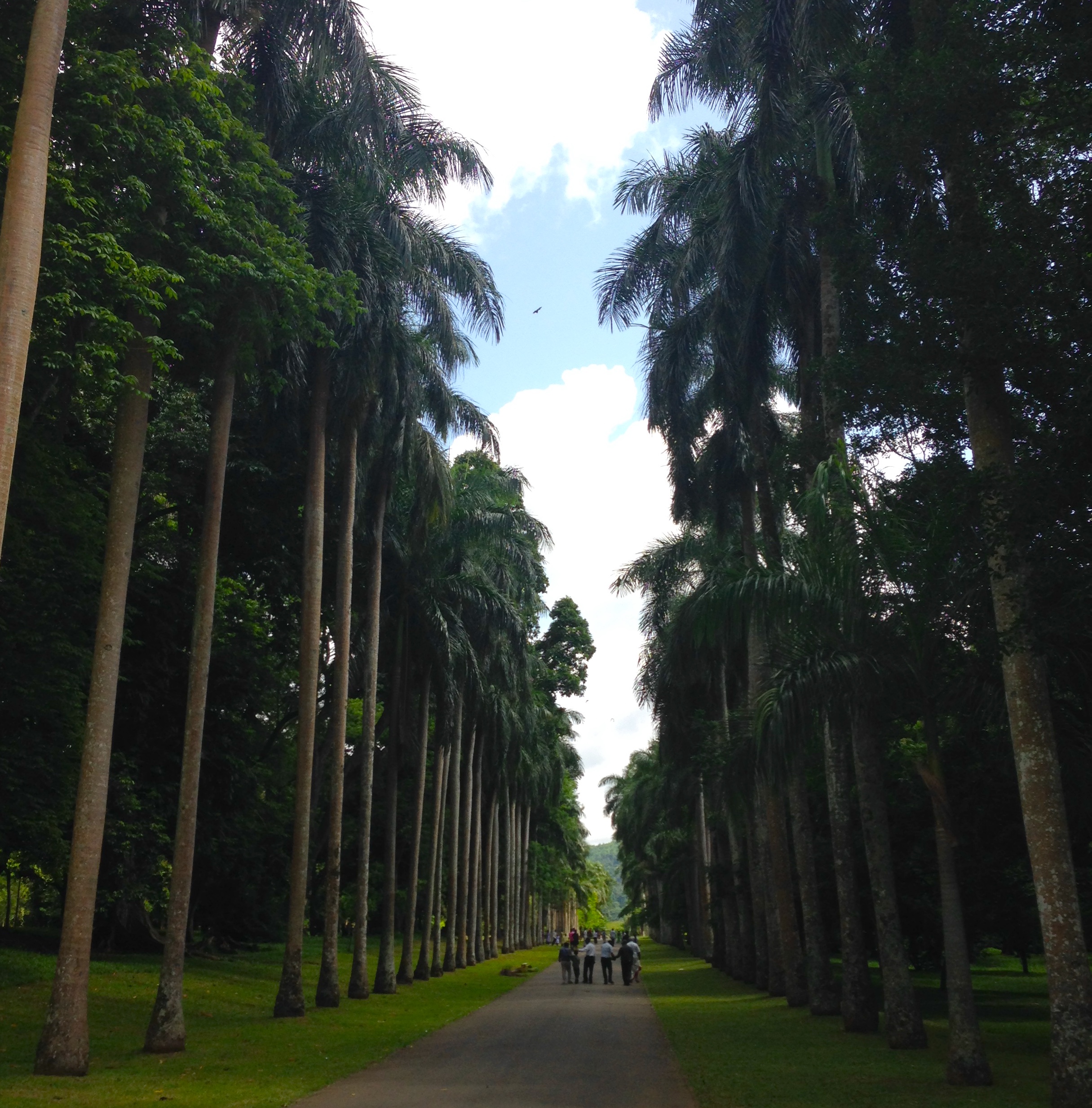 a photo from the Royal Botanic Gardens in Kandy, Sri Lanka. a grove of palm trees line a brown gravel path in two neat, orderly rows. green grass covers the ground wherever there isn't gravel. the sky above is cloudy, with blue skies tinged with yellow from the heat and humidity. a group of five or six people are walking away from the camera, on the path, towards the distance.