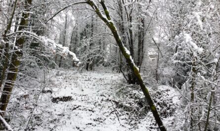a wooded area covered in a light layer of snow. grass and twigs peek out from the ground of a narrow clearing. thin trees and brush are all covered on one side with snow. on the branch closes to the camera, green moss and the brown of the tree are faintly visible.